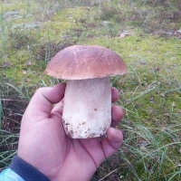Грибы белые свежие